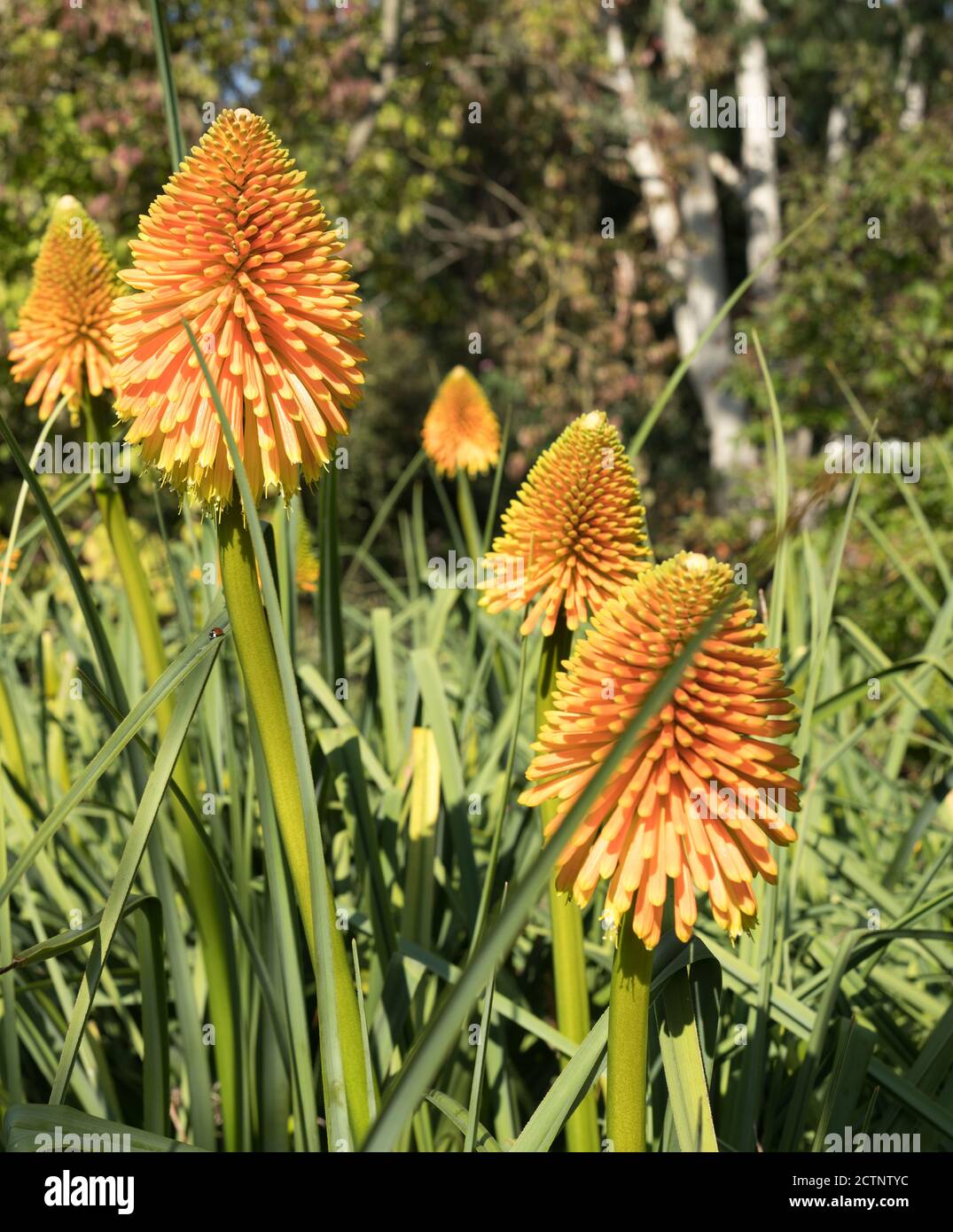 Red Hot Pokers kniphofia-Ausstellung in den Sir Harold Hiller Gardens In der Nähe von Romsey in Hampshire Stockfoto