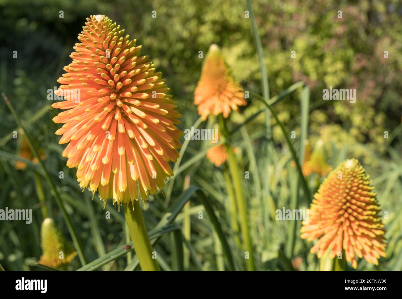 Red Hot Pokers kniphofia-Ausstellung in den Sir Harold Hiller Gardens In der Nähe von Romsey in Hampshire Stockfoto