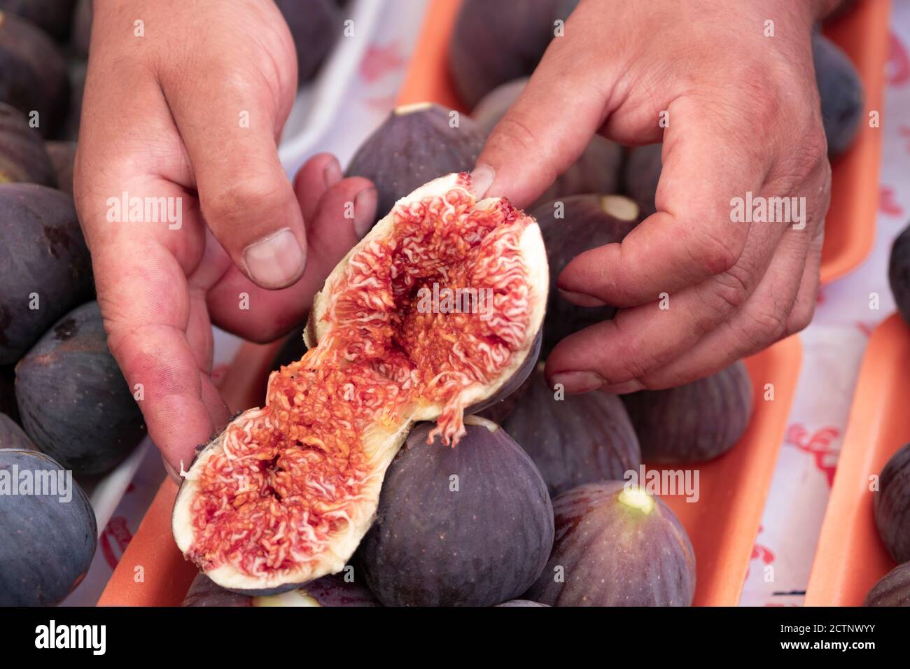 Bauer die Kontrolle der Qualität von reifem Obst, Farbe und Qualität. Zweite Frucht des Feigenbaumes pro Jahr, essbare mit grüner Haut und weichen, süssen Fleisch Stockfoto