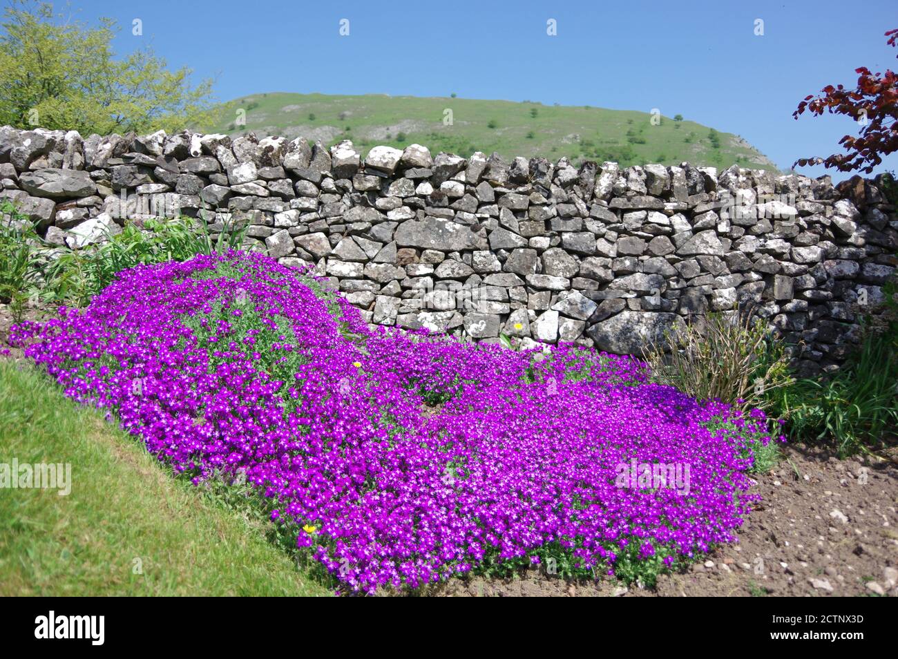 Lila Blüten vor einer grauen Steinmauer im Peak District, Großbritannien Stockfoto