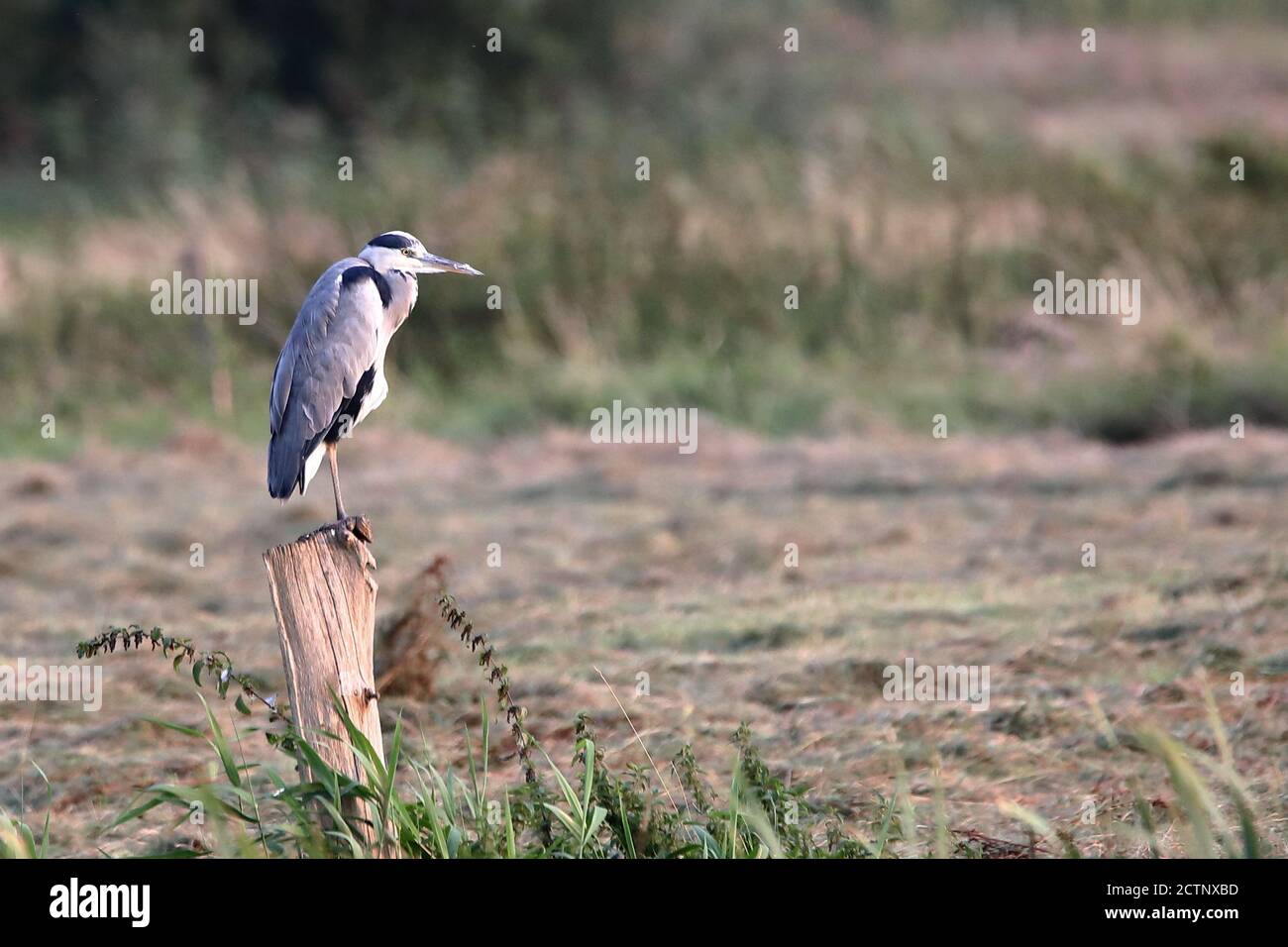 Ruhender Graureiher auf einem Pfahl Stockfoto