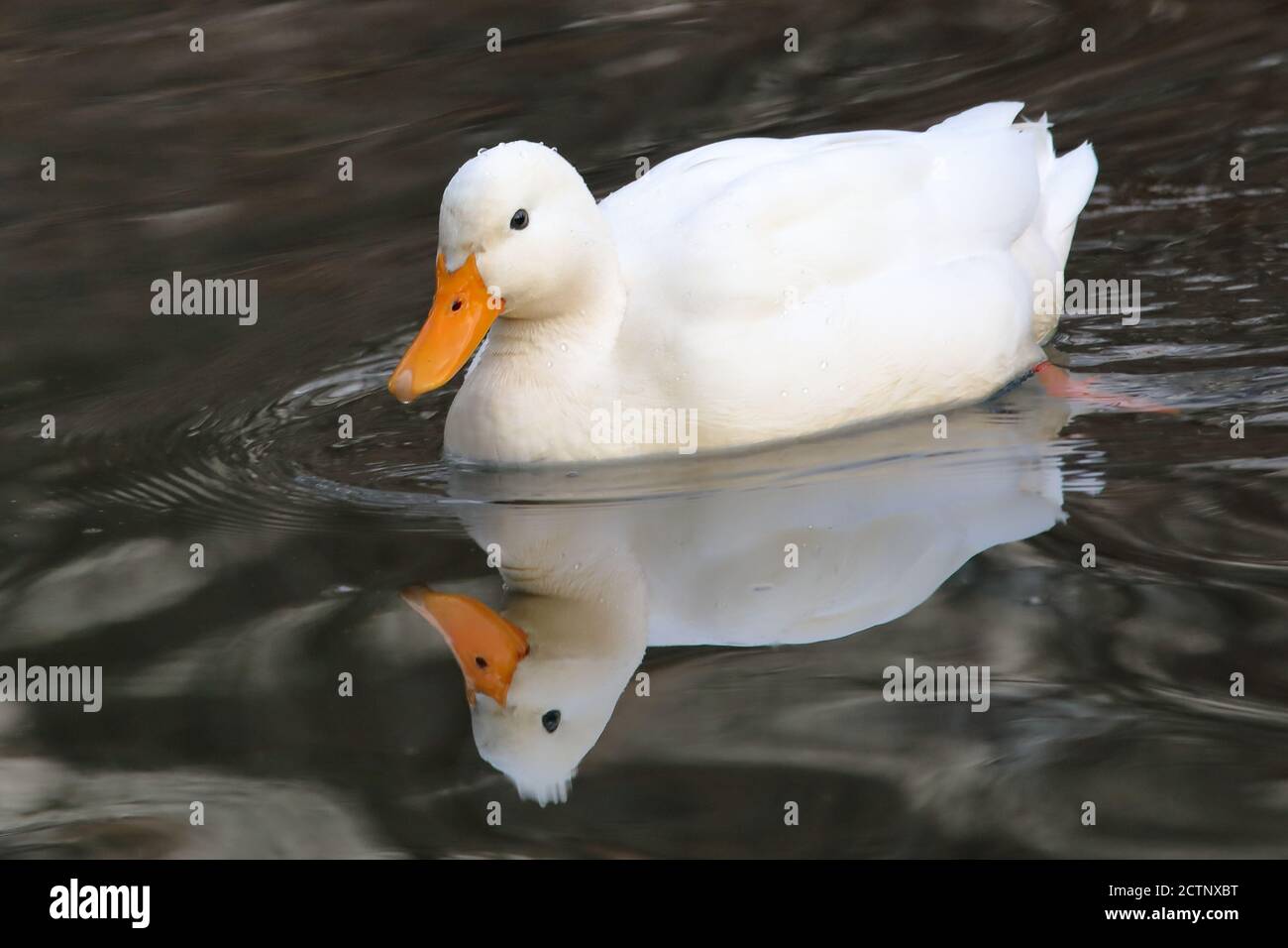 Haus Ente Schwimmen Stockfoto