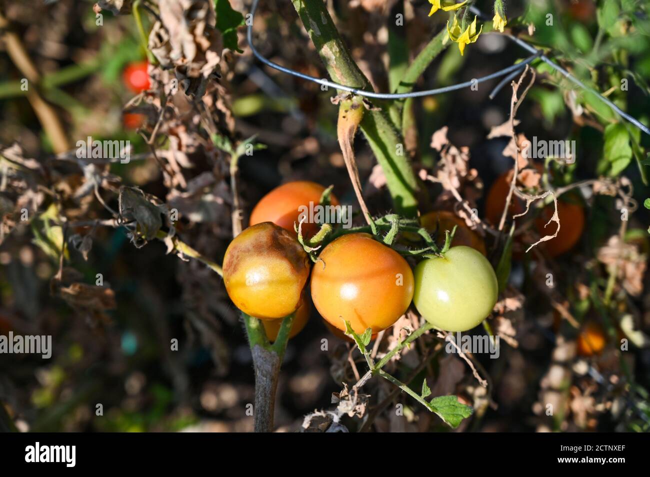 Tomaten im Freien angebaut leiden Tomatenbrand - Tomatenbrand ist Eine Krankheit, die durch einen pilzartigen Organismus verursacht wird, der sich schnell ausbreitet Im Laub Stockfoto