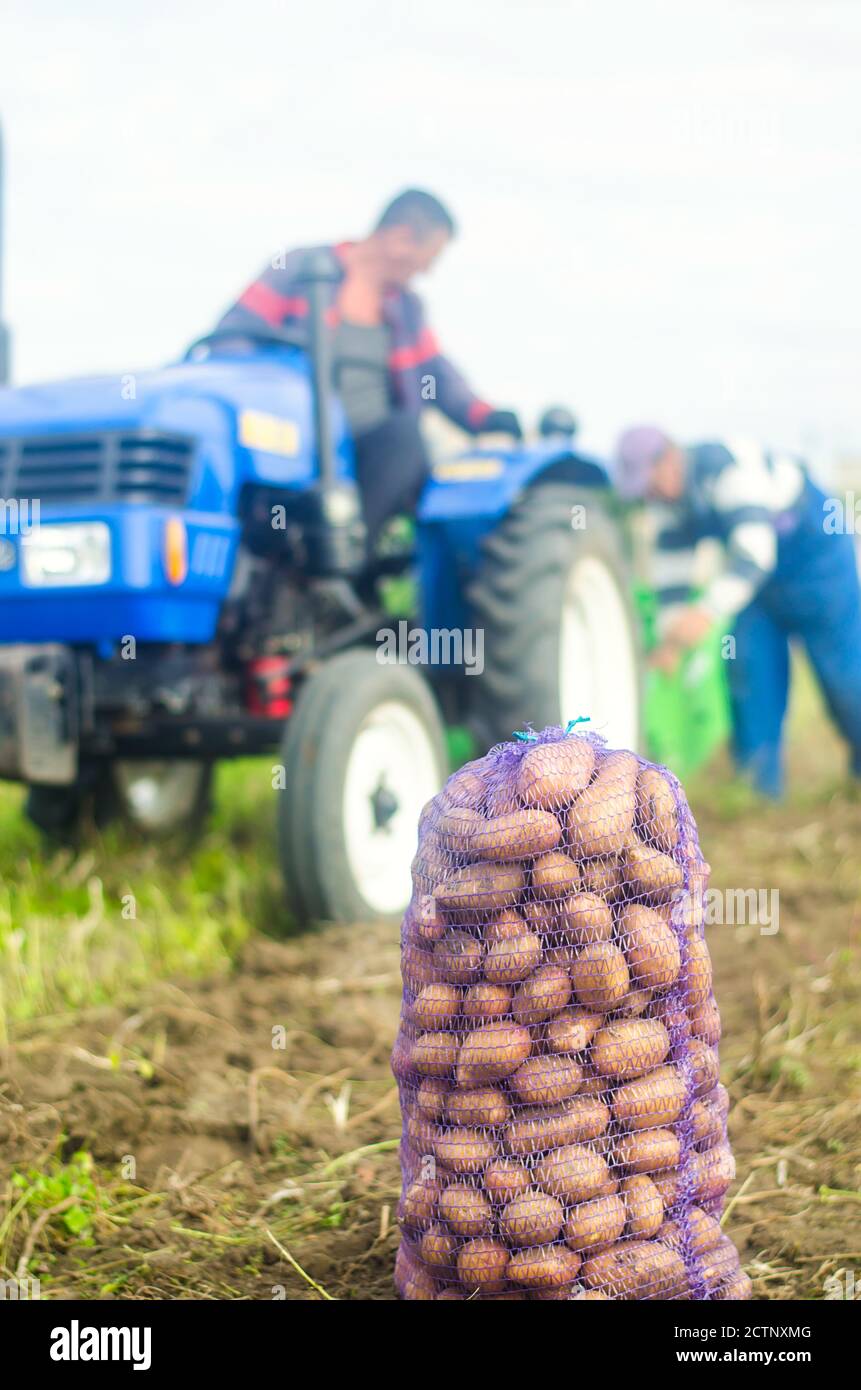 CHERSON OBLAST, UKRAINE - 19. September 2020: Die Landarbeiter auf einem Traktor graben Kartoffeln aus. Kartoffelernte-Kampagne. Landwirtschaft, Landwirtschaft. Ernte-Po Stockfoto