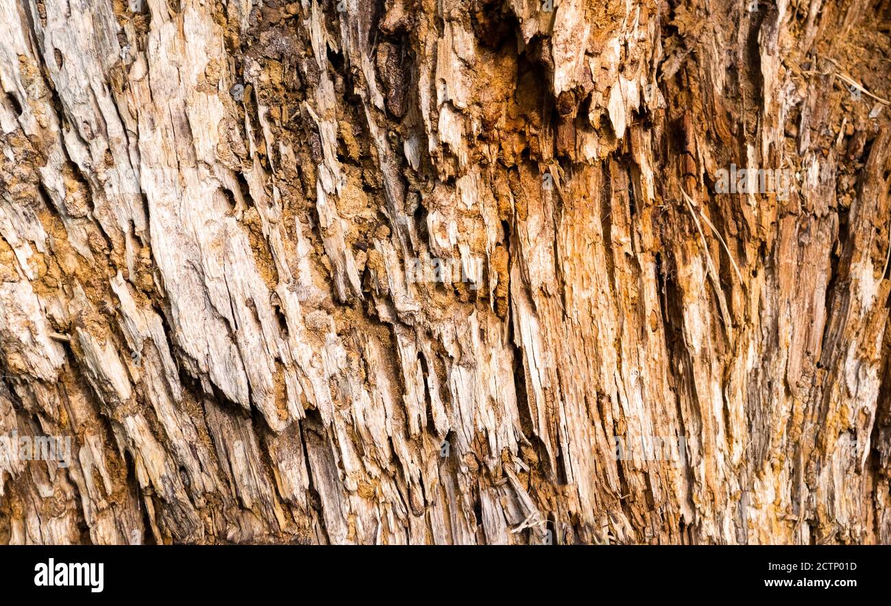 Nahaufnahme einer alten Baumrindenstruktur Stockfoto