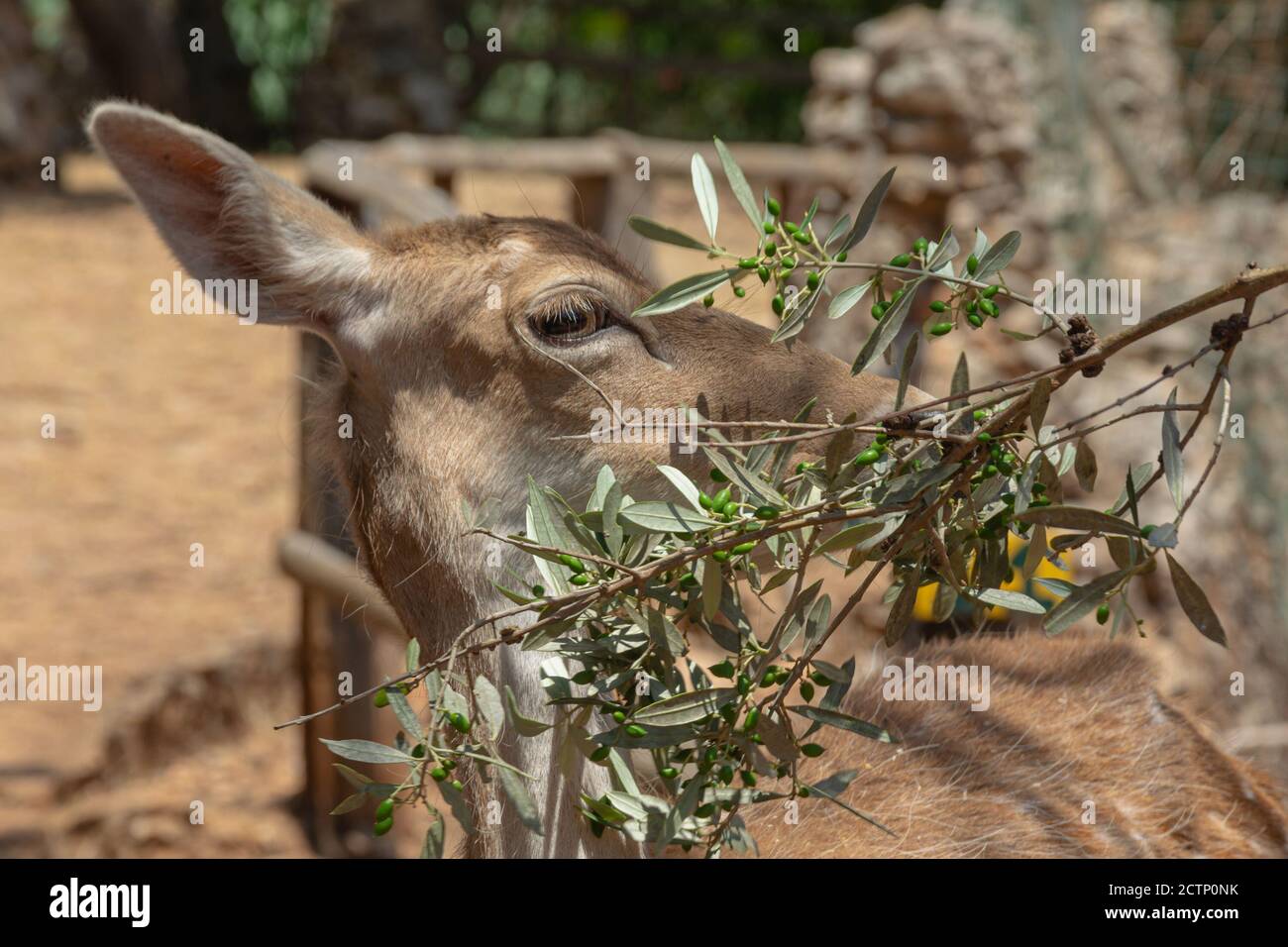 Nahaufnahme eines weiblichen Hirsches und eines Olivenzweiges auf einem verschwommenen Hintergrund mit Bokeh-Elementen, Stockfoto Stockfoto