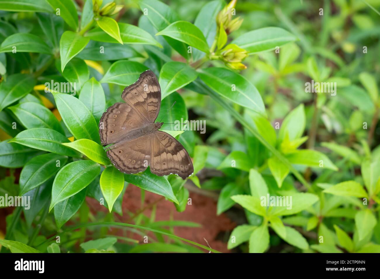 Schokoladenschmetterling -Fotos und -Bildmaterial in hoher Auflösung ...