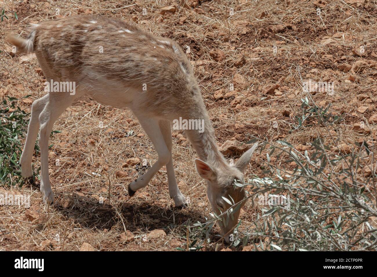 Ein weiblicher Hirsch ernährt sich auf steinigem Boden, Stockfoto Stockfoto