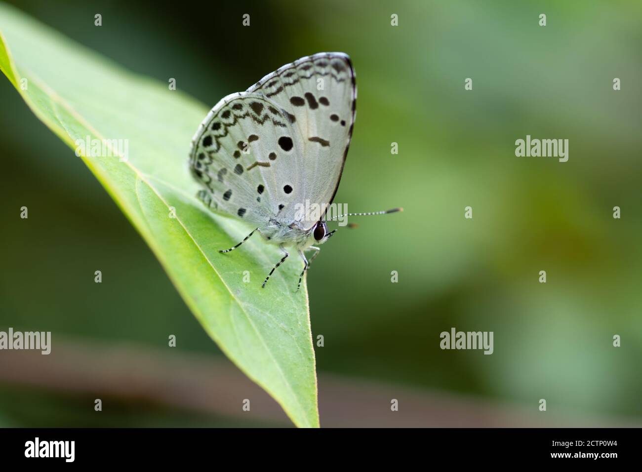Ein gewöhnlicher Heckenblauer (Acytolepis puspa) Schmetterling, der auf einem Blatt im Garten ruht. Stockfoto