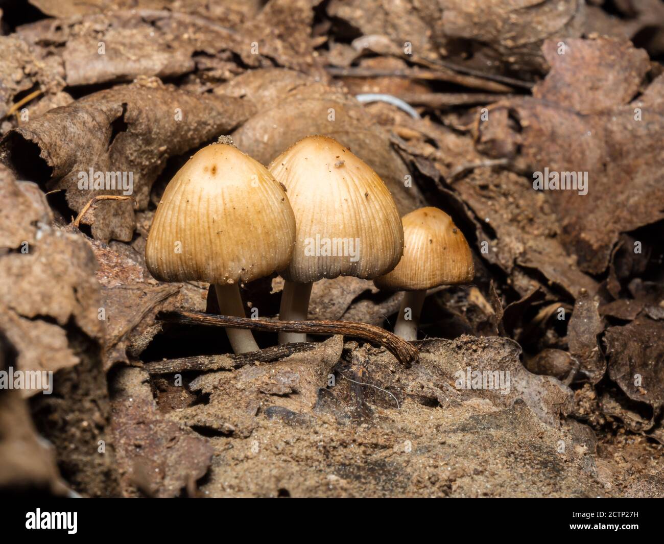 Pilze auf dem Waldboden aus der Nähe Stockfoto