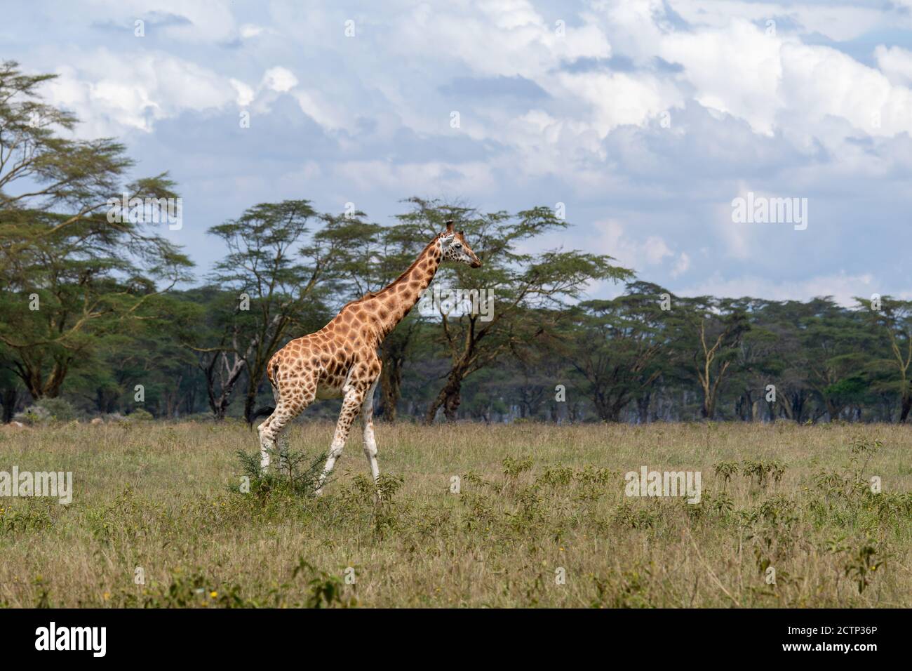 Netzgiraffen (Giraffa camelopardalis reticulata) Stockfoto