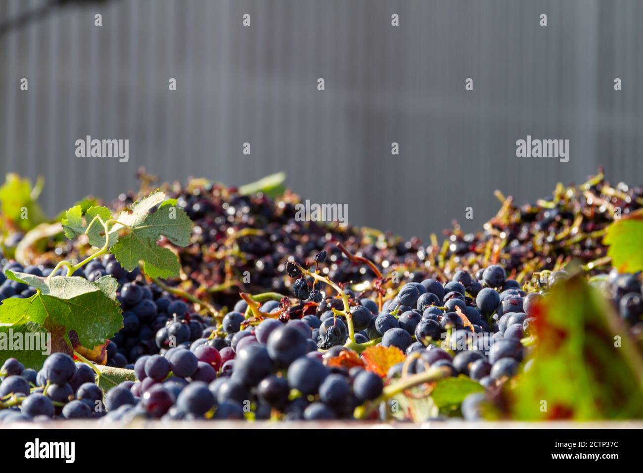 Trauben der Rebsorte Bobal, die während der Ernte gesammelt werden La Manchuela (Spanien) auf dem LKW bereit zum Entladen Auf dem Weingut Stockfoto