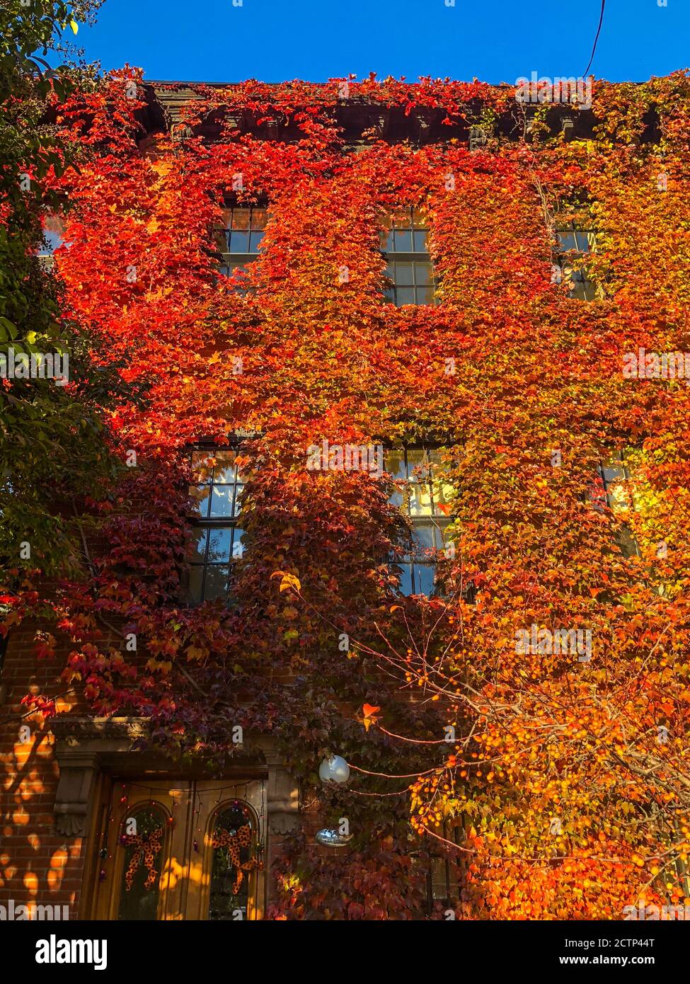 Ivy mit tiefroten und orangen Herbstfarben, die ein Ziegelhaus in Brooklyn, NY, bedecken Stockfoto