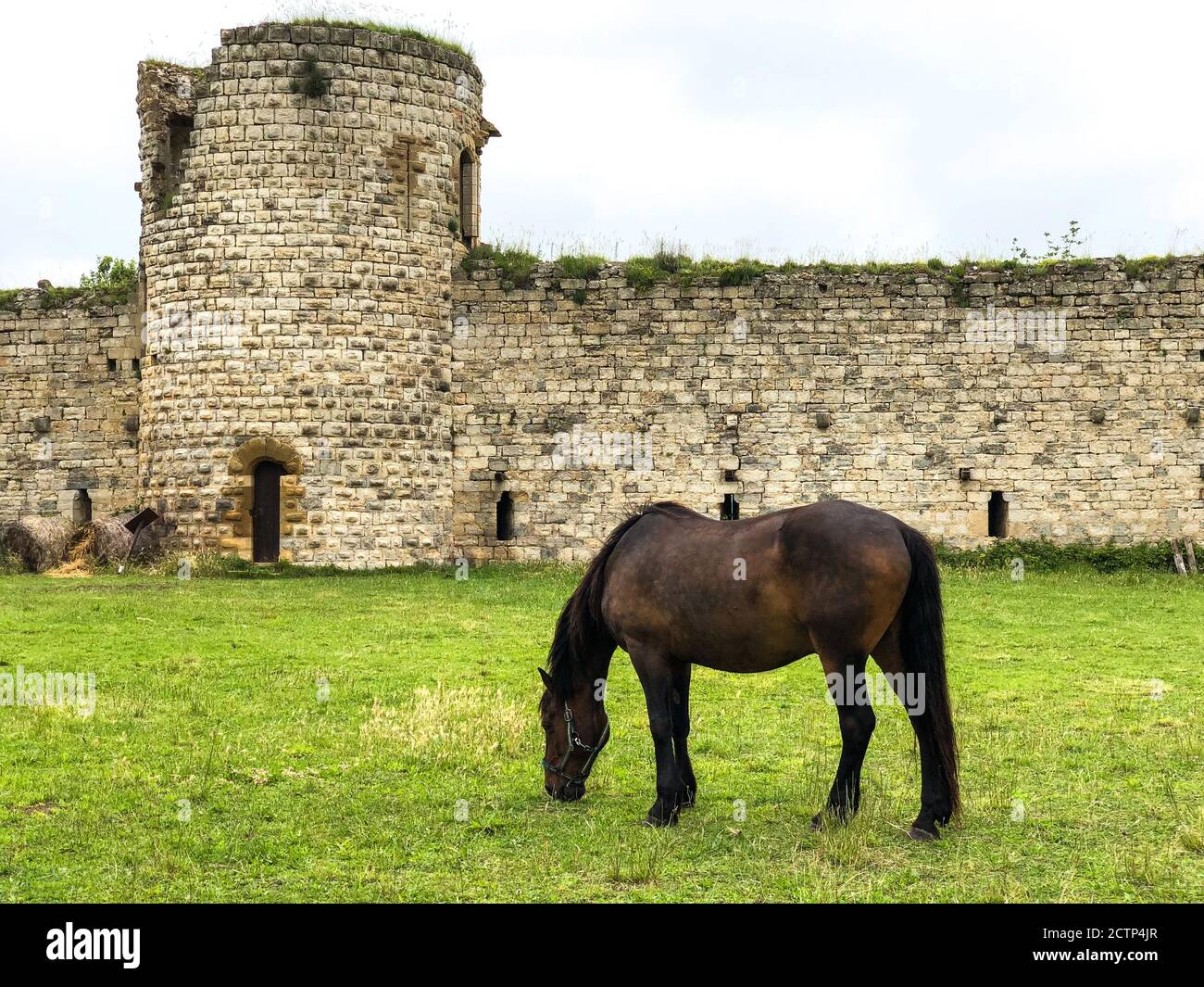 Ein Pferd grast auf dem Hof des Chateau de Puivert, den Ruinen eines Katharerschlosses aus dem 12. Jahrhundert in Puivert, im Département Aude von Frankreich. Stockfoto