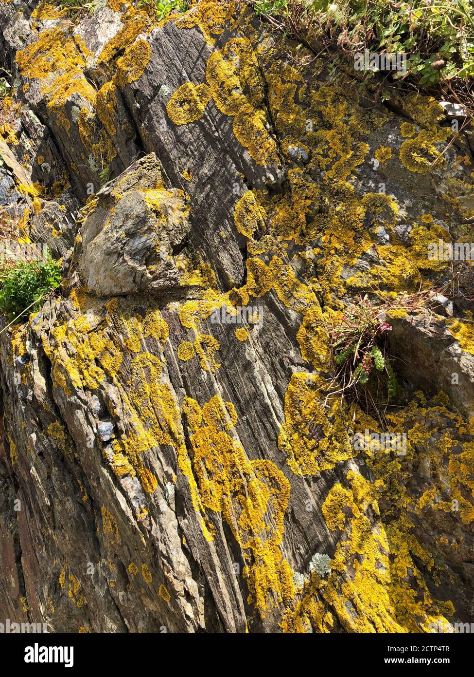 Gelbe Flechten auf Felsen in Collioure, Frankreich Stockfoto
