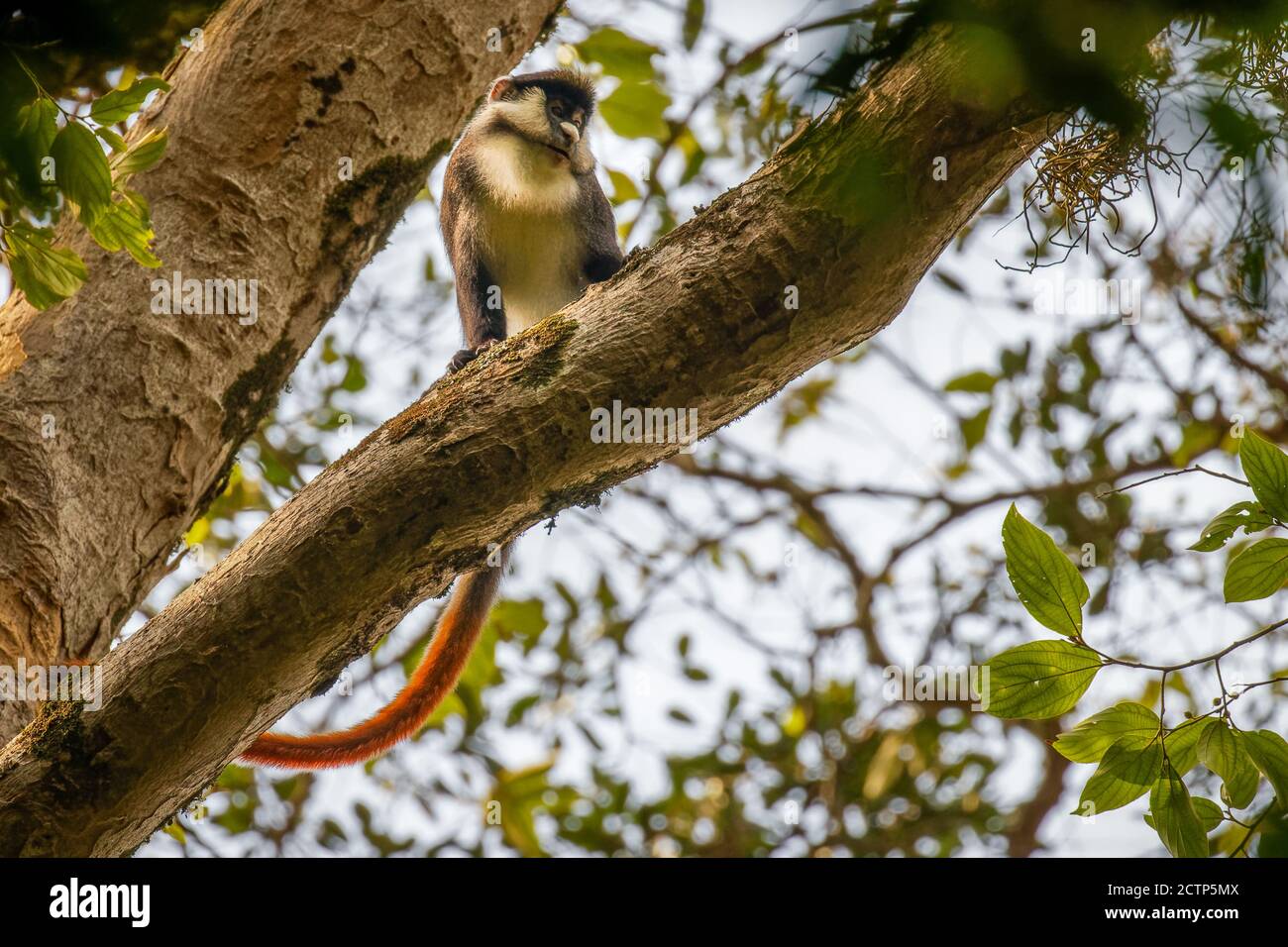 Rotschwanzaffen ( Cercopithecus ascanius), Kibale Forest National Park, Uganda. Stockfoto