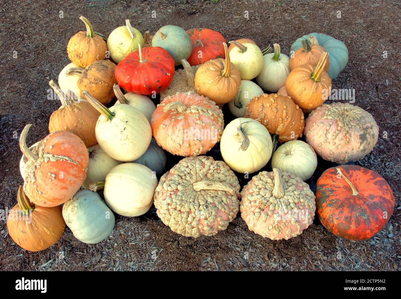 Bunte Herbst und Halloween-Thema. Verschiedene Kürbis und Kürbisse in einer  Vielzahl von Farben, Größen, Formen und Texturen Stockfotografie - Alamy