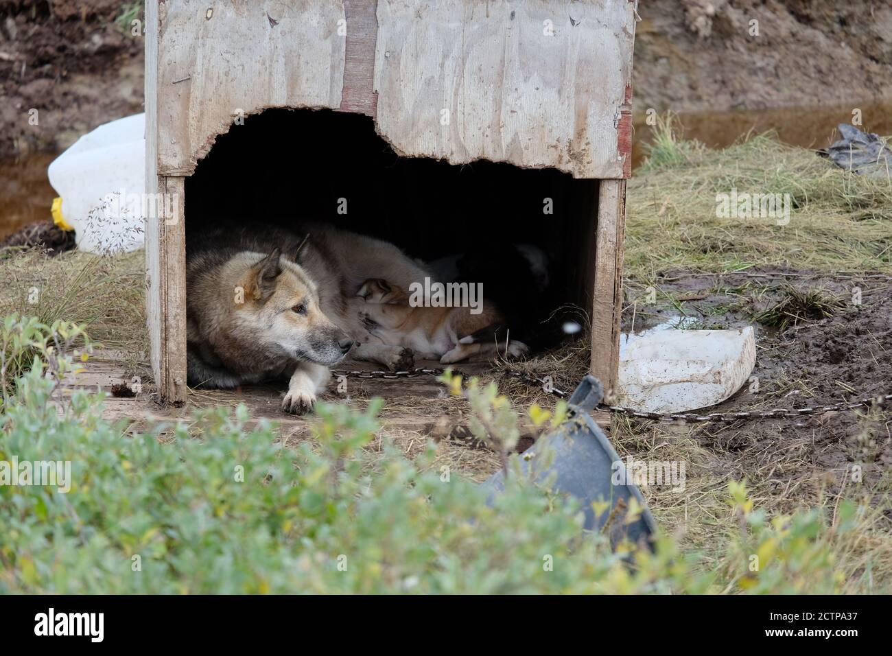 Husky Fütterung Welpen, während sie achten auf alle Gefahren. Stockfoto
