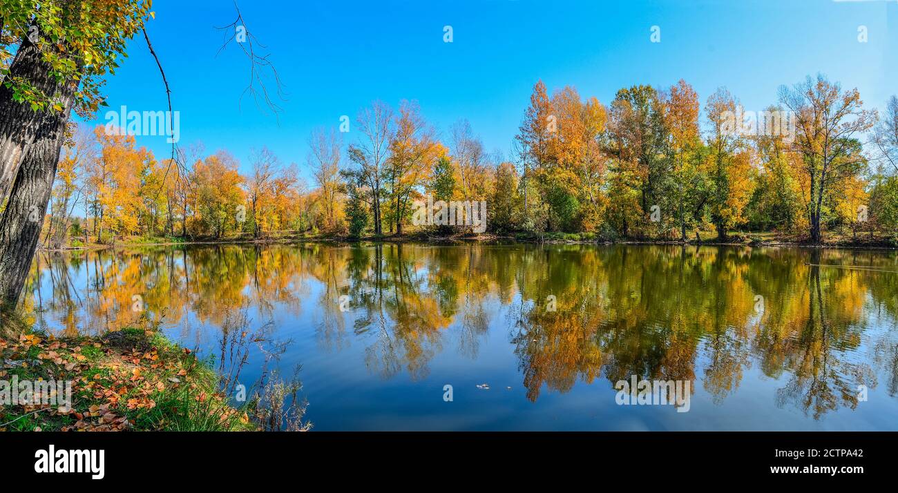 Warme sonnige Septemberlandschaft am Seeufer. Blauer Himmel und goldenes Laub von Bäumen, die sich in der Wasseroberfläche spiegeln - Schönheit des Herbstes, Panor Stockfoto