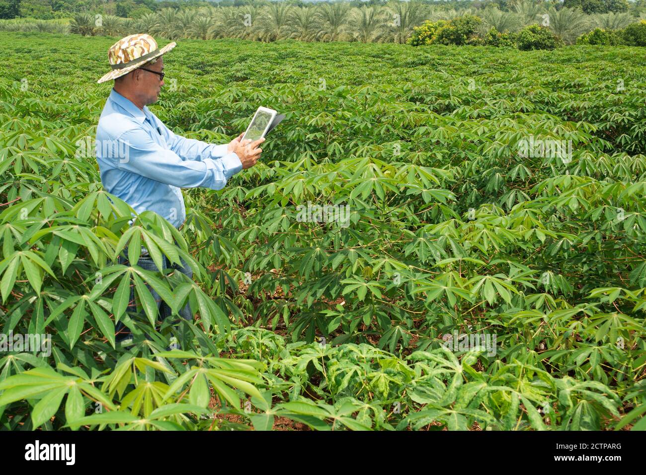 Der asiatische ältere Farmer männlich mit einem Tablet mit der Anzeige von Fotos der Cassava Felder für die weitere Analyse im Labor. Stockfoto