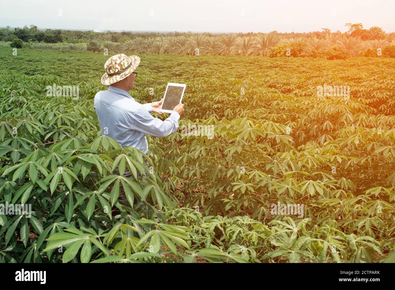 Der asiatische ältere Farmer männlich mit einem Tablet mit der Anzeige von Fotos der Cassava Felder für die weitere Analyse im Labor. Stockfoto