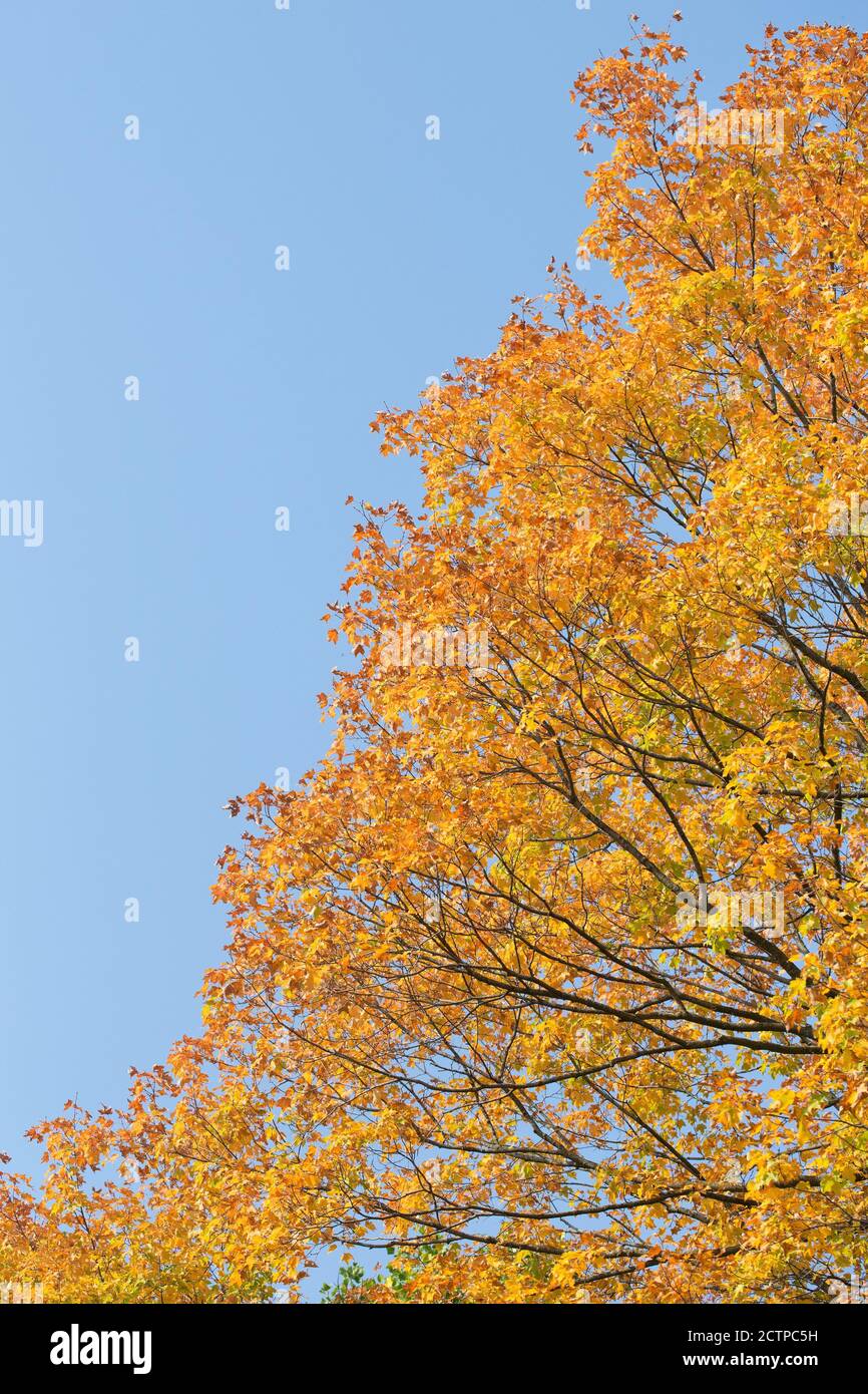 Leuchtend gelbe und orange Herbstblätter auf einem Baum neben blauem Himmel. Stockfoto