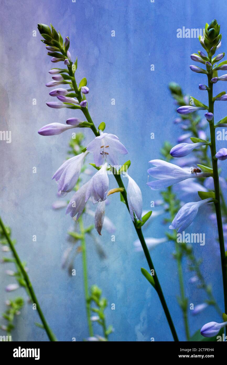 Hosta Blumen mit strukturiertem Overlay Stockfoto