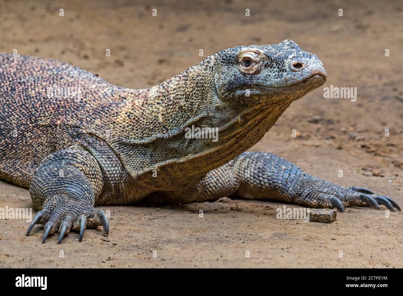 Komodo-Drache / Komodo-Monitor (Varanus komodoensis), eine Rieseneidechse, die auf den indonesischen Inseln Komodo, Rinca, Flores und Gili Motang beheimatet ist Stockfoto