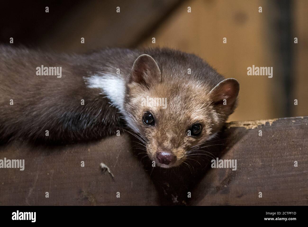 Buchenmarder / Steinmarder (Martes foina) Blick vom Balken in hölzernen Dachstuhl der Scheune / Schuppen / Haus Stockfoto