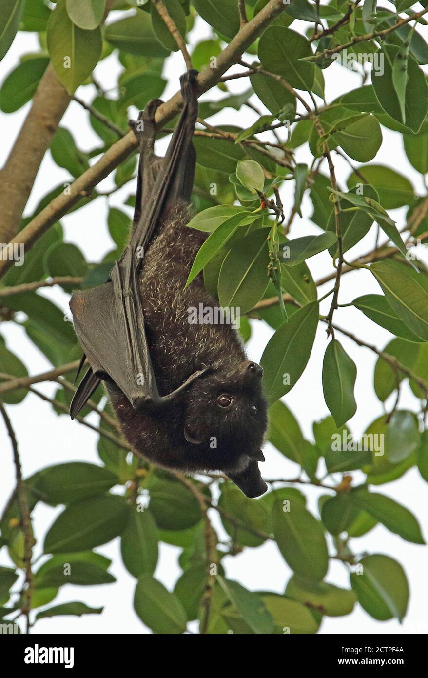 Weihnachtsinsel Flying-Fox (Pteropus natalis) adultes Weibchen, das am Baum hängt, gefährdete Arten Weihnachtsinsel, Australien Juli Stockfoto