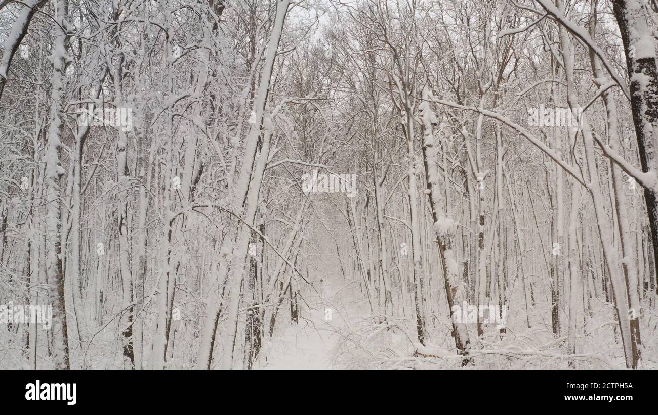 Birkenwald im Schnee. Durch Winterwaldbäume kommen. Im Inneren befindet sich ein Winterwald mit schneebedeckten Bäumen. Feenwald mit Schnee auf der Stockfoto