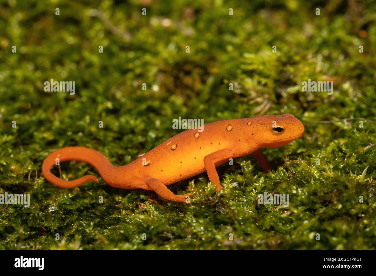 Östlicher Rotfleckiger Molch - Notophthalmus viridescens Stockfoto