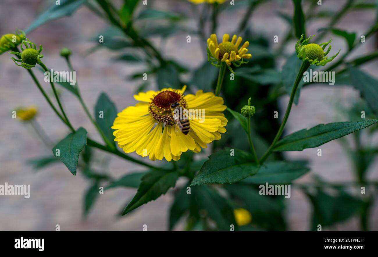 Nahaufnahme einer Biene auf einer gelben Blume Stockfoto