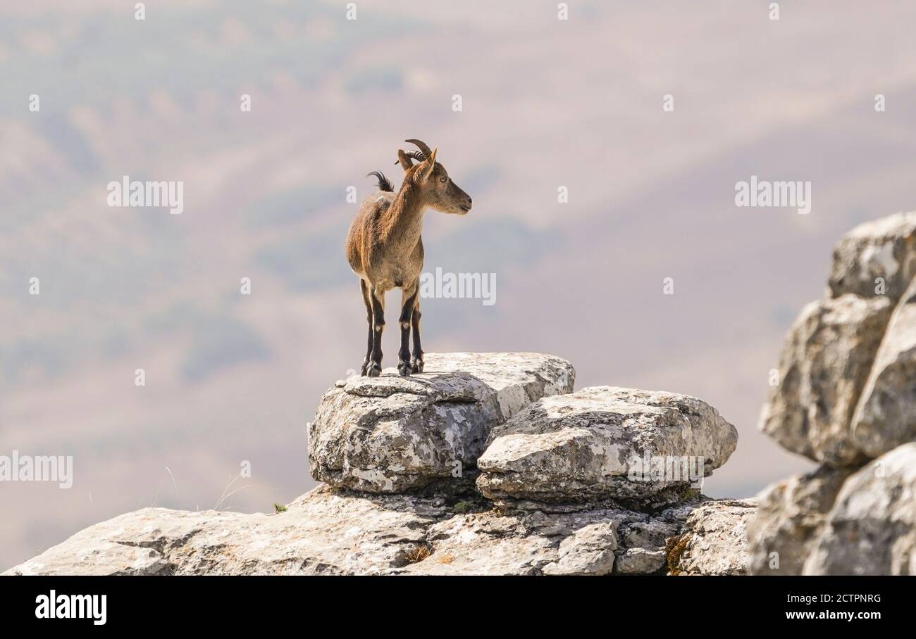 Junge spanische Steinböcke, spanische Wildziege oder iberische Wildziege (Capra pyrenaica), auf einem Felsen. El Torcal Antequera, Andalusien, Spanien. Stockfoto