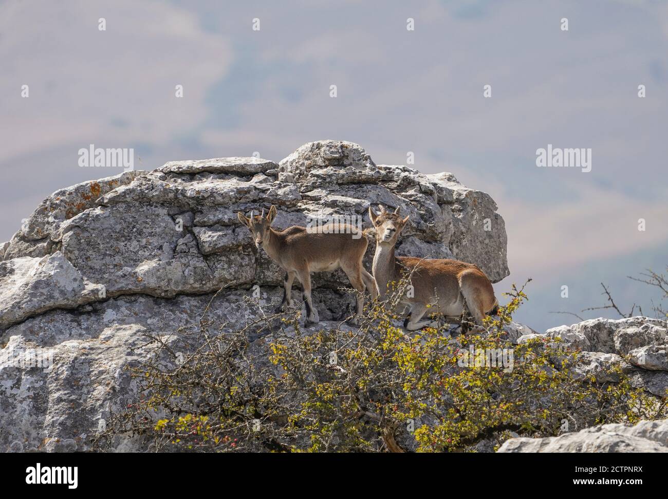 Mutter und junger spanischer Steinbock, spanische Wildziege oder iberische Wildziege (Capra pyrenaica), auf einem Felsen. El Torcal Antequera, Andalusien, Spanien. Stockfoto