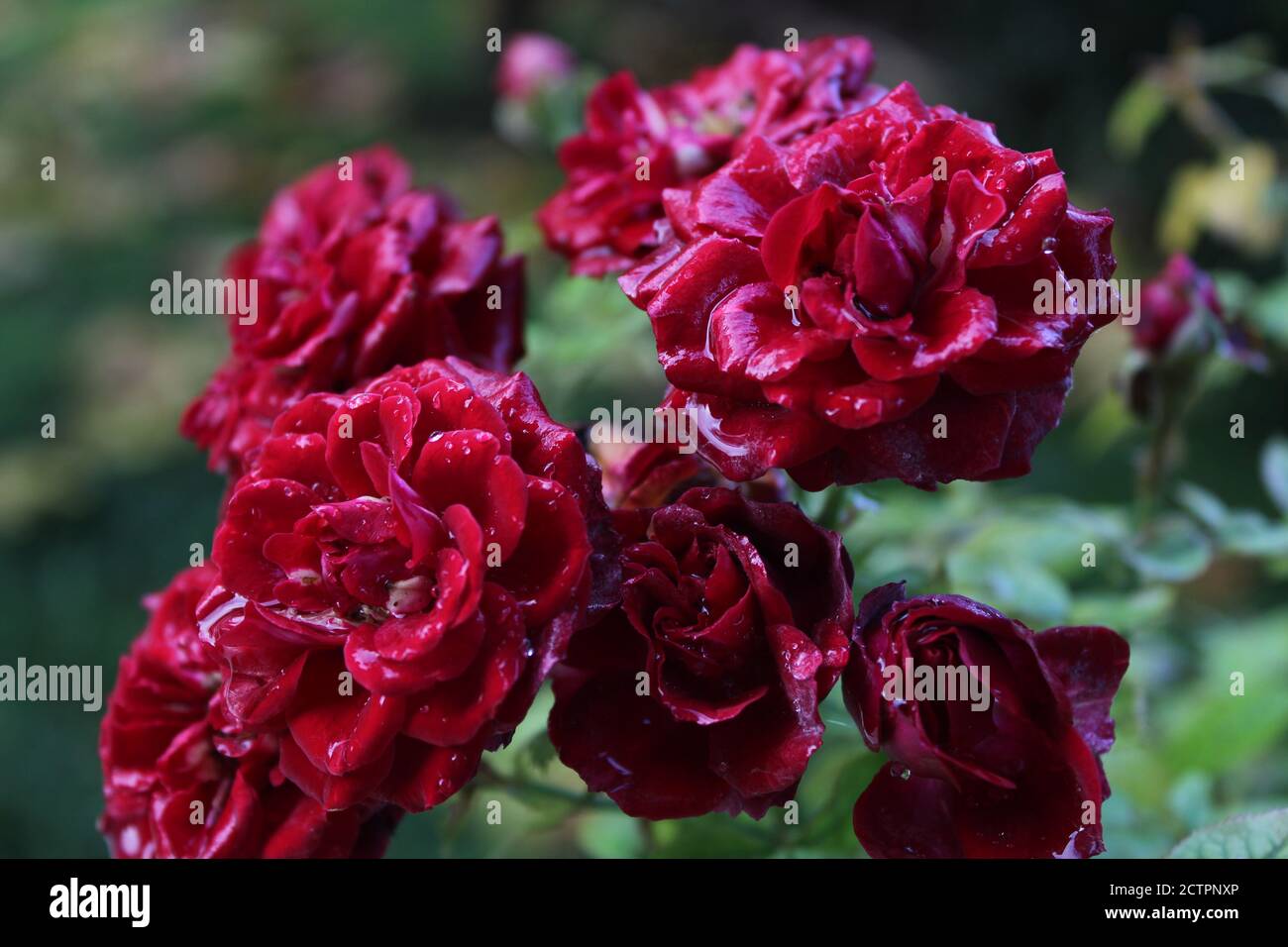 Nasse dunkelrote Rosen nach dem Regen Stockfoto
