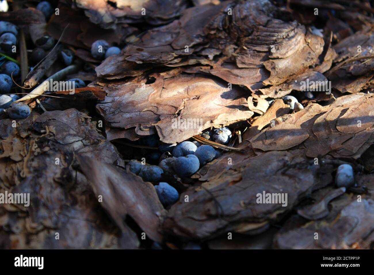 Rinde und blaue Beeren teilweise durch das Licht der beleuchtet Die Sonne Stockfoto