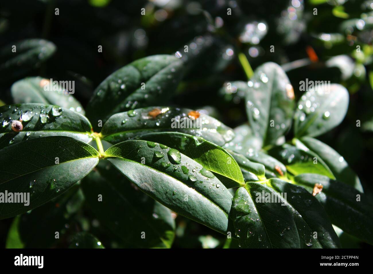 Dunkelgrüne Blätter geschmückt mit kleinen Wassertropfen Stockfoto