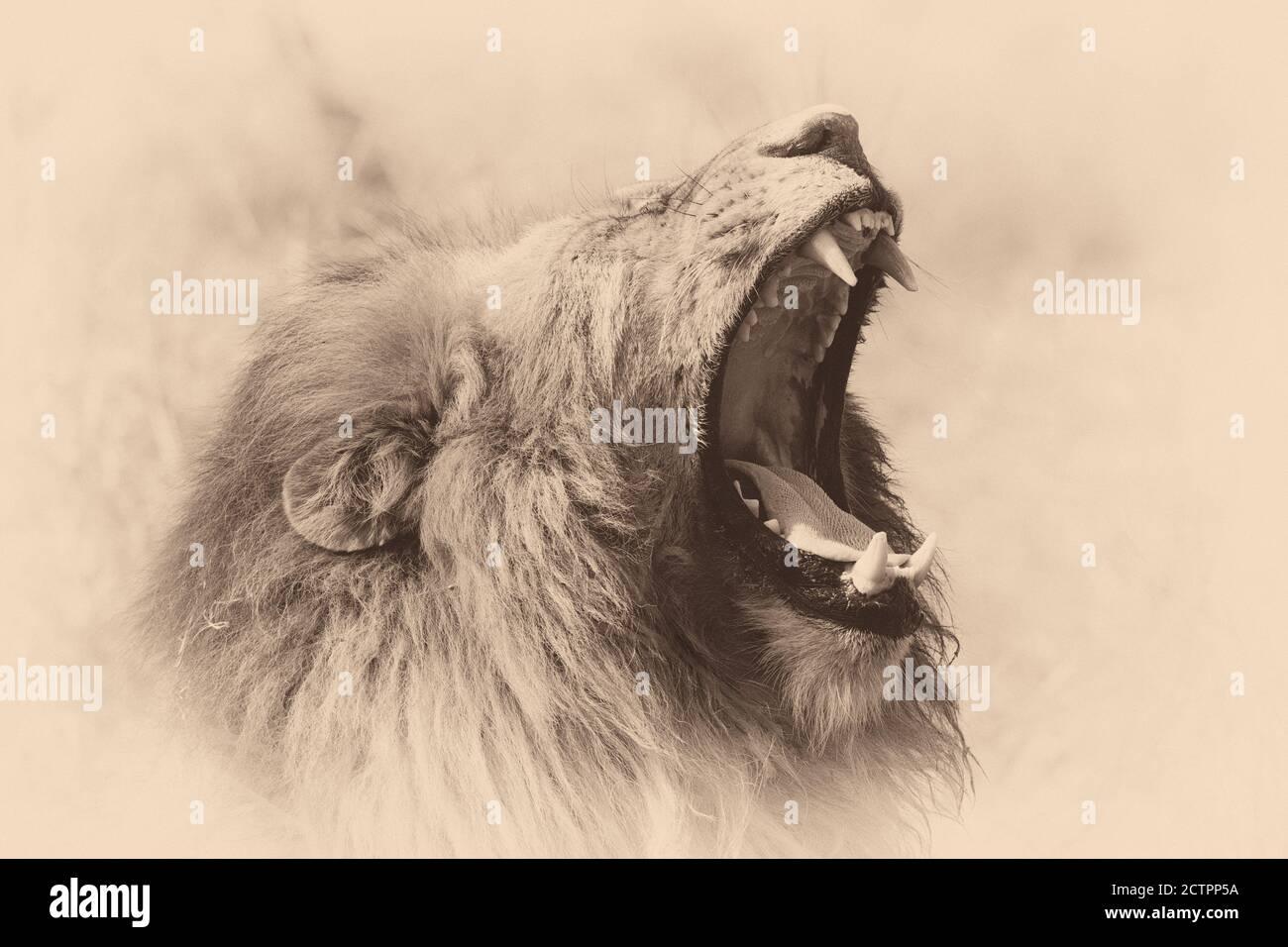 Löwe brüllend, Sepia getönte Stockfoto