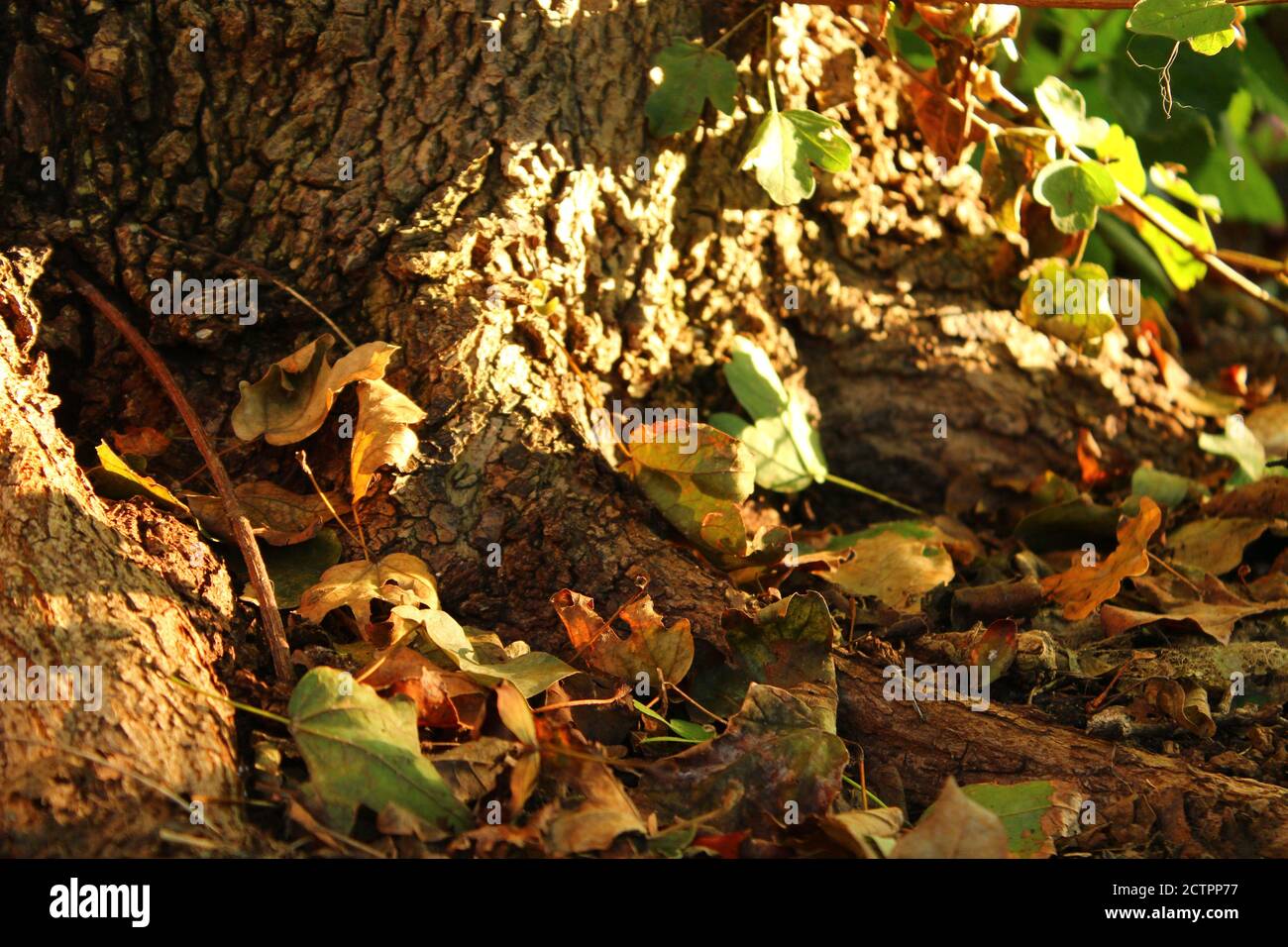 Herbstlaub auf den Wurzeln eines Baumes Stockfoto
