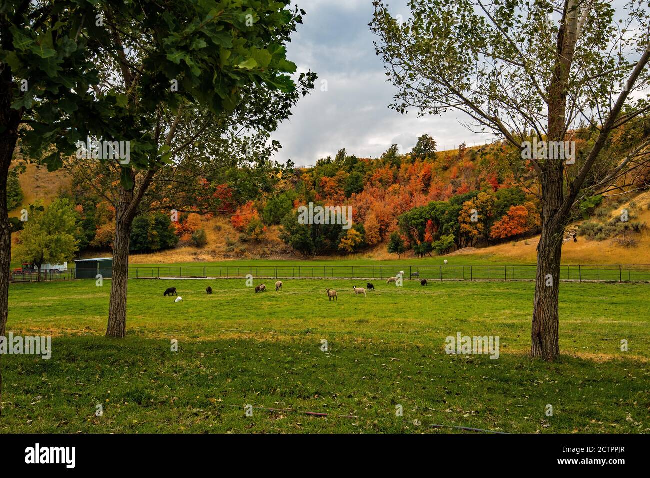 Pastoralszene im frühen Herbst. Die ländliche Landschaft in den Ausläufern der Wasatch Mtns, Utah, USA, vermittelt ein Gefühl von Einsamkeit und Frieden. Stockfoto