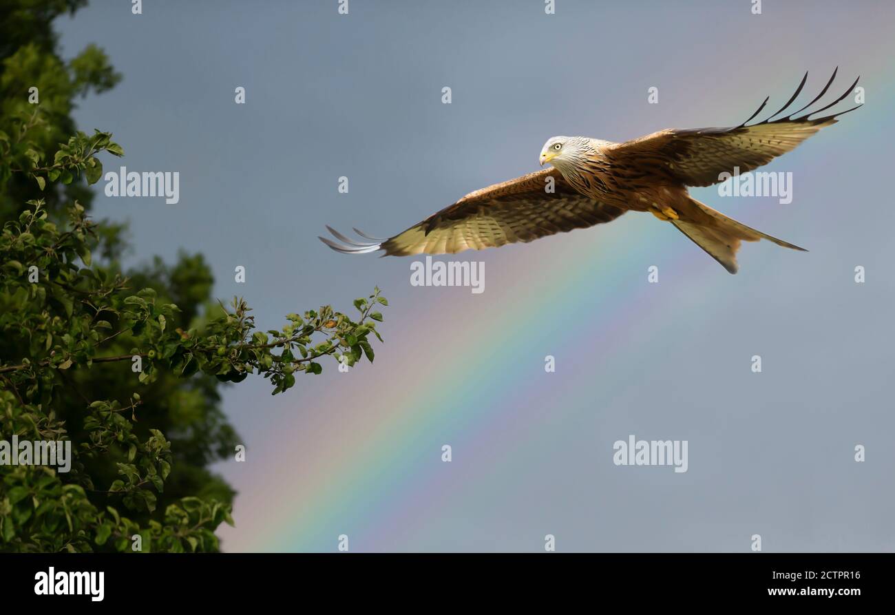 Nahaufnahme eines Roten Drachen im Flug gegen einen Regenbogen, Großbritannien. Stockfoto