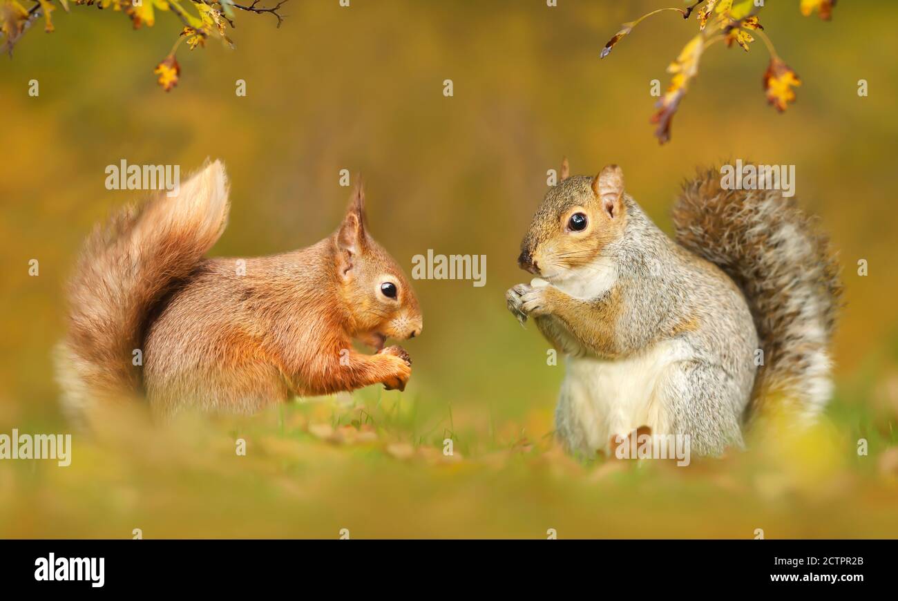 Nahaufnahme von grauen und roten Eichhörnchen im Herbst, Großbritannien. Stockfoto