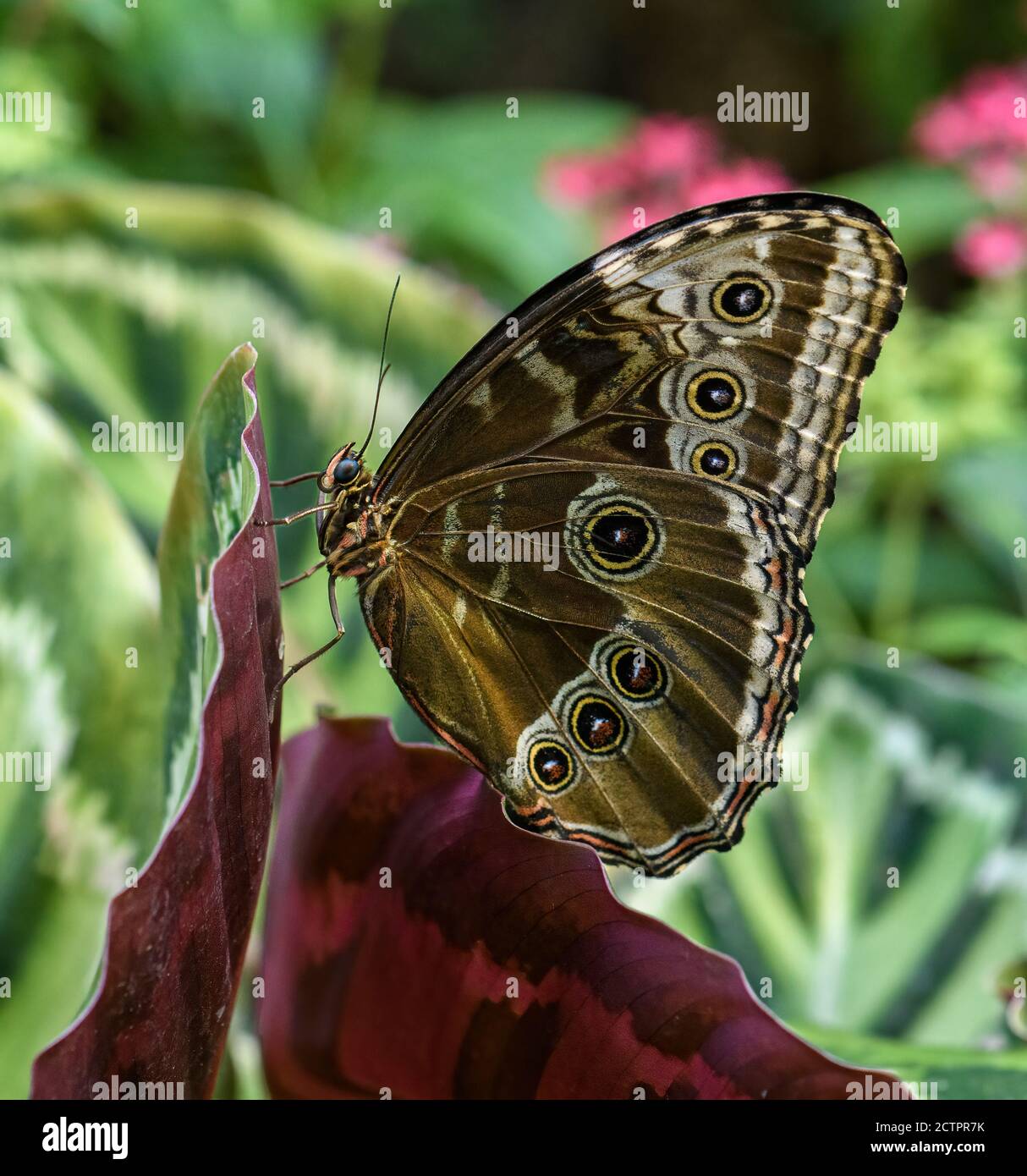 Blue Morpho Schmetterling auf lila Laub mit Flügeln geschlossen thront Stockfoto