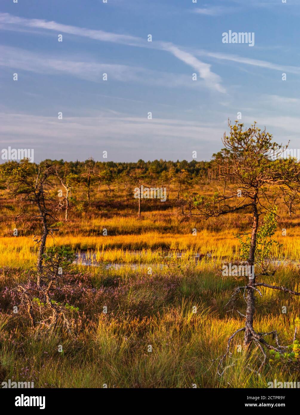 Zwei Pinien wachsen in Sumpf mit Sumpf See und Flora auf einem Bokeh Hintergrund. Stockfoto