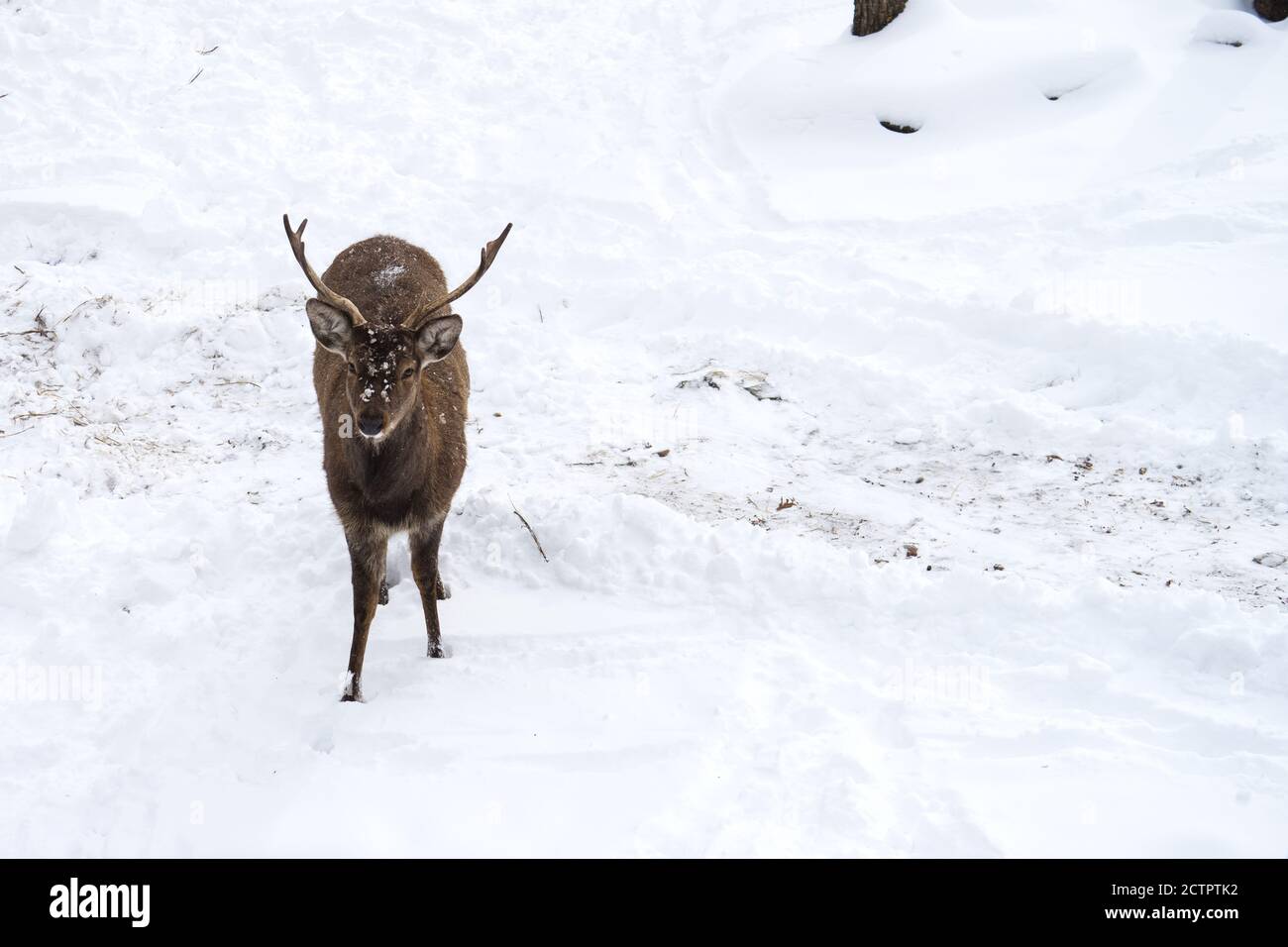 Hirsche oder cervidae wandern im Winter im Schnee mit Kopierraum. Vorderansicht oder Vorderansicht. Nahaufnahme. Stockfoto