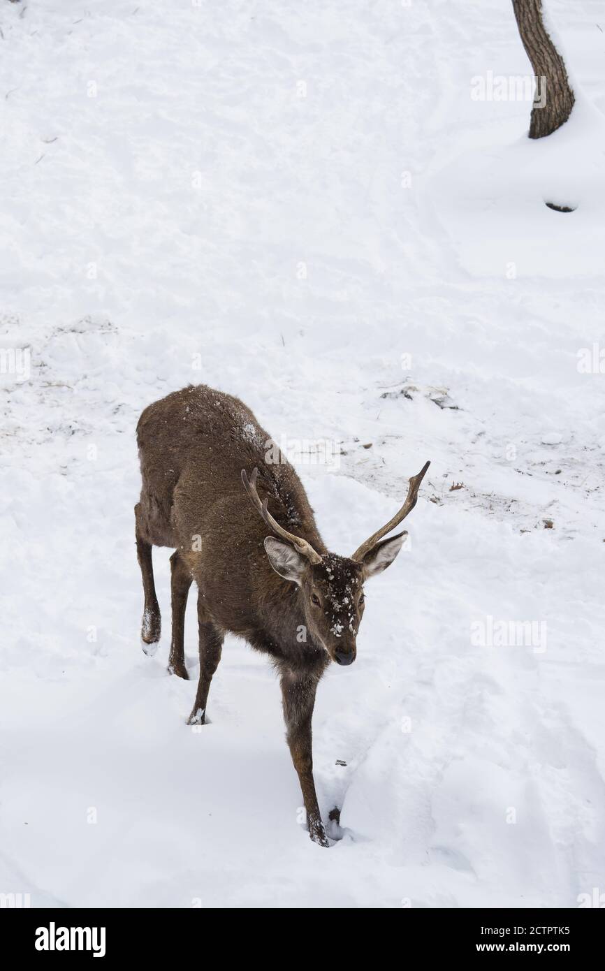 Hirsche oder cervidae wandern im Winter im Schnee mit Kopierraum. Nahaufnahme. Halbprofilige Ansicht Stockfoto