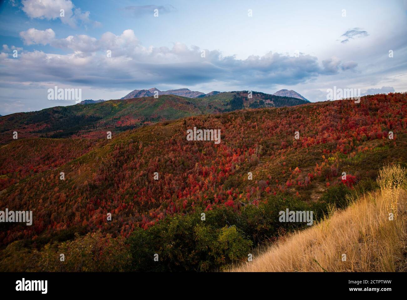 Herbstfarben der berühmten Alpine Loop im American Fork Canyon, Utah, USA. Die schmale und kurvenreiche Straße von "The Loop" bietet eine dramatische Fallkulisse. Stockfoto