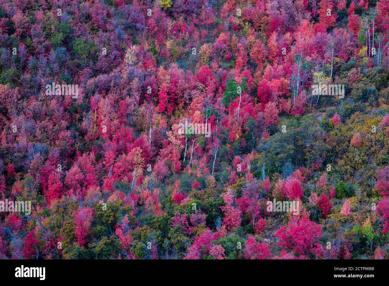 Herbstfarben der berühmten Alpine Loop im American Fork Canyon, Utah, USA. Die schmale und kurvenreiche Straße von "The Loop" bietet eine dramatische Fallkulisse. Stockfoto