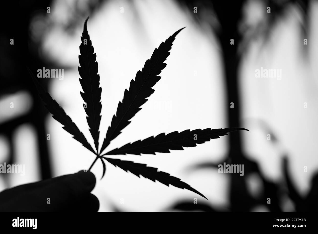 Schwarz und weiß für den Hintergrund, Männer Hände pflücken grünen Hanf Top, frisches Cannabis Marihuana grünes Blatt in der Hand auf Cannabis Stockfoto